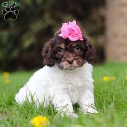 Grace/Cockapoo									Puppy/Female														/8 Weeks,Meet Grace, the little bundle of joy who will steal your heart! With a coat as soft as a cloud and eyes that sparkle with mischief, she is the definition of Cockapoo cuteness. This little fluffster is not just a pet she’s a tiny companion ready to fill your days with laughter and love. Her presence has a calming, happy, and relaxing effect, and her dainty paws scamper with excitement as her tail wags like a happy little dance, spreading cheer and sunshine everywhere she goes!