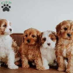 Opal/Cavapoo									Puppy/Male																/10 Weeks,Do you love Cavaliers but struggle with their heavy shedding? Then take a look at this puppy. With their poodle hair coat and the Cavaliers’ happy personality, they are sure to please.