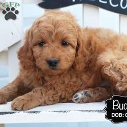 Buddy/Cockapoo									Puppy/Male	/March 10th, 2025,Buddy is a red male Cockapoo puppy with a bit of white on the chest. He is laid back and relaxed, making him a great pup for cuddling! This sweet boy is good with children and enjoys playing with his littermates. You can’t go wrong if you’re looking to add a cuddler to your family.