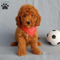 Finn/Mini Goldendoodle									Puppy/Male	/9 Weeks,Prepare to fall in love! My name is Finn and I’m the sweetest F1b mini goldendoodle! One look into my warm, loving eyes and at my super soft fluffy coat and I’ll be sure to have captured your heart already! I’m very happy, playful and very kid friendly and I would love to fill your home with all my puppy love!! I have a very sweet personality, and I love giving kisses. I stand out above the rest with my sweet, loving personality and my cute red coat! I will come to you vet checked and up to date on all vaccinations and dewormings . I come with a 1-year guarantee with the option of extending it to a 3-year guarantee and shipping is available! My mother is Willow, an F1 Goldendoodle weighing 30# and my father is Theo, an AKC 6# toy Poodle! Both of my parents are very calm and kid friendly which will make me the same!! I will grow to approx. 17-19# and I will be hypoallergenic and non shedding!!!… Why wait when you know I’m the one for you? Call or text Martha to make me the newest addition to your family and get ready to spend a lifetime of tail wagging fun with me! (7% sales tax on in home pickups)