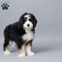 Donald/Mini Bernedoodle									Puppy/Male	/10 Weeks,Meet Donald, our sweet Mini Bernedoodle boy with a heart full of love! Raised with our family, he’s used to kids, cuddles, and lots of playtime. Donald is vet checked, microchipped, and up to date on his vaccines and dewormer—he’s happy, healthy, and ready to join your home. Whether it’s snuggling on the couch or running around the yard, Donald is always ready to be by your side. He’s just waiting to meet his forever family!