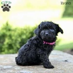Brandi/Toy Poodle									Puppy/Female	/7 Weeks,Our adorable Toy Poodle puppies are looking for loving forever homes where they can bring joy, companionship, and cuddles! These sweet pups are family-raised with love, ensuring they are well-socialized and used to everyday life, including children .Their playful personalities and affectionate nature make them ideal for both individuals and families alike.
