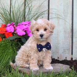 Sawyer/Maltipoo									Puppy/Male	/8 Weeks,Meet Sawyer, a socialized Maltipoo puppy that is being family raised with children. This cute pooch is vet checked and is up to date on shots & wormer plus the breeder provides a 1-year genetic health guarantee for him. To learn more about this fluffy little boy, call the breeder today!