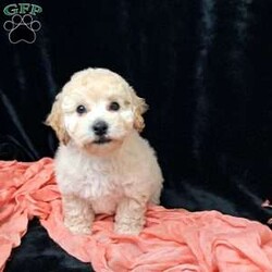 Nova/Bich-Poo									Puppy/Female	/13 Weeks,         Hi, I’m nova just look at my beautiful coat!!  I’m a sweet little tot .. I have an awesome Personality I’m playful I would love to cuddle on your lap ,and go places with you.. I am vet  check by a professional Veterinarian  , I’m up to date on vaccines and dewormer , Also microchipped, My dad weighs 13 pounds.My mom weighs 9.65 pounds .. I would love for you to come meet me , To schedule an appointment please call      