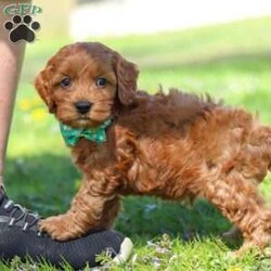 Jack/Cockapoo									Puppy/Male	/7 Weeks,Meet Jack, an irresistibly sweet and handsome little Cockapoo puppy! Playful and curious, he loves to explore his  surroundings, chase after toys, and hang out with his favorite people. Whether he’s showing off his adorable puppy zoomies or snuggling up for a good nap, he will bring endless joy to your home. While Cocker Spaniels are known for their sweet, affectionate temperament, Poodles bring intelligence and a playful spark — and this little boy is the perfect blend of both!