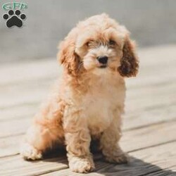 Bo/Cockapoo									Puppy/Male	/11 Weeks,Are you looking for a loveable and cuddly best friend? You will want to meet our family raised Cockapoos! They love to play and cuddle and will make a wonderful addition to your home. These puppies will be ready to go home on April 17th!