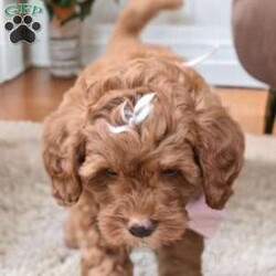 Gracie/Mini Goldendoodle									Puppy/Female	/7 Weeks,These adorable puppies are filled with curiosity and energy that will keep you on your toes! Their playful nature and eagerness for exploration make every day an adventure with these little furballs. Spoiled with lots of love and attention, they have started crate training and litter box training early on, showing remarkable progress and adaptability. Watching them learn and grow is a heartwarming experience, reminding you that the little things in life truly matter. Get ready for endless cuddles, wiggling tails, and puppy kisses as these charming pups bring unending joy and excitement into your home.