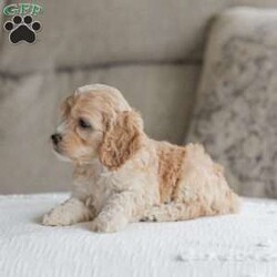 Bo/Cockapoo									Puppy/Male	/11 Weeks,Are you looking for a loveable and cuddly best friend? You will want to meet our family raised Cockapoos! They love to play and cuddle and will make a wonderful addition to your home. These puppies will be ready to go home on April 17th!