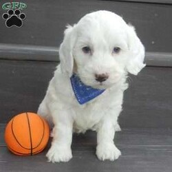 Parker/Mini Goldendoodle									Puppy/Male	/7 Weeks,Prepare to fall in love! My name is Parker and I’m the sweetest F1b mini goldendoodle! One look into my warm, loving eyes and at my super soft fluffy coat and I’ll be sure to have captured your heart already! I’m very happy, playful and very kid friendly and I would love to fill your home with all my puppy love!! I have a very sweet personality, and I love giving kisses. I stand out above the rest with my sweet, loving personality and my beautiful white coat! I will come to you vet checked and up to date on all vaccinations and dewormings . I come with a 1-year guarantee with the option of extending it to a 3-year guarantee and shipping is available! My mother is Sophie, our sweet F1 mini Goldendoodle weighing 38# and my father is Zeke, a 10# mini Poodle and he is genetic tested clear! Both of my parents are very sweet and kid friendly which will make me the same!! I will grow to approx. 18-25# and I will be hypoallergenic and non shedding!!!… Why wait when you know I’m the one for you? Call or text Martha to make me the newest addition to your family and get ready to spend a lifetime of tail wagging fun with me! (7% sales tax on in home pickups)