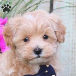 Seth/Maltipoo									Puppy/Male	/8 Weeks,Meet Seth, a socialized Maltipoo puppy that is being family raised with children. This cute pooch is vet checked and is up to date on shots & wormer plus the breeder provides a 1-year genetic health guarantee for him. To learn more about this fluffy little boy, call the breeder today!