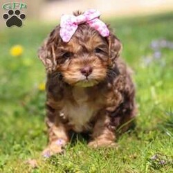 Angel/Cockapoo									Puppy/Female	/7 Weeks,Meet this beautiful Cockapoo puppy, Angel! She is a perfect bundle of joy with a bubbly, playful personality and an irresistibly lush coat. Full of charm and energy, this little one is always ready for an adventure or a cuddle, making every day brighter with tail wags and puppy kisses. With their affectionate nature and cheerful spirit, they’re the perfect companion for families, couples, or anyone looking for a loyal, loving friend. This gorgeous pup is sure to turn heads and steal hearts wherever they go!