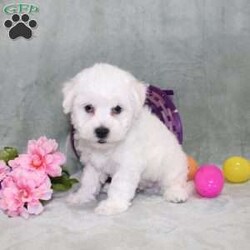 Quade/Bichon Frise									Puppy/Male	/12 Weeks,Here comes a playful AKC Bichon Frise puppy who is already started on potty training and crate training!  This pup will be small as an adult since the parents were only 10lbs-12lbs. This cutie is born to parents who are Genetically Tested for breed specific hereditary issues recommended by Embark Vet and their results show that this litter of puppies will not have any issues that will adversely affect their health. While other Bichons may suffer from health issues as they age, this pup has no predispositions to Bichon health concerns that will adversely affect their health!  Each pup in this litter is up to date on shots and dewormer and vet checked and well socialized with children, teens, adults, and other puppies! We offer the option for  a 1 Year Genetic Health Guarantee! This puppy can have limited AKC or ACA papers and be microchipped for an extra fee!