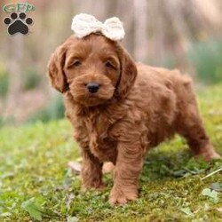 Lucy/Cockapoo									Puppy/Female	/8 Weeks,Meet Lucy, the most adorable and outgoing Cockapoo puppy you’ll ever meet! She’s the perfect blend of playful energy and sweet affection. The Poodle in her makes her incredibly smart and eager to learn—she picks up new tricks in no time and loves showing off her skills. Her Cocker Spaniel side brings a loving, people-focused personality, making her the ultimate cuddle buddy and constant companion. With her soft, hypoallergenic coat that sheds very little, Lucy is a great choice for families or individuals with allergies. Whether she’s strutting her stuff on a walk, chasing toys with enthusiasm, or curling up for a cozy snuggle, she fills every moment with sunshine and joy!