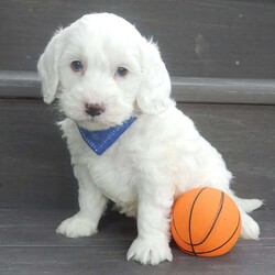 Parker/Mini Goldendoodle									Puppy/Male	/7 Weeks,Prepare to fall in love! My name is Parker and I’m the sweetest F1b mini goldendoodle! One look into my warm, loving eyes and at my super soft fluffy coat and I’ll be sure to have captured your heart already! I’m very happy, playful and very kid friendly and I would love to fill your home with all my puppy love!! I have a very sweet personality, and I love giving kisses. I stand out above the rest with my sweet, loving personality and my beautiful white coat! I will come to you vet checked and up to date on all vaccinations and dewormings . I come with a 1-year guarantee with the option of extending it to a 3-year guarantee and shipping is available! My mother is Sophie, our sweet F1 mini Goldendoodle weighing 38# and my father is Zeke, a 10# mini Poodle and he is genetic tested clear! Both of my parents are very sweet and kid friendly which will make me the same!! I will grow to approx. 18-25# and I will be hypoallergenic and non shedding!!!… Why wait when you know I’m the one for you? Call or text Martha to make me the newest addition to your family and get ready to spend a lifetime of tail wagging fun with me! (7% sales tax on in home pickups)