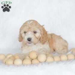 Bo/Cockapoo									Puppy/Male	/11 Weeks,Are you looking for a loveable and cuddly best friend? You will want to meet our family raised Cockapoos! They love to play and cuddle and will make a wonderful addition to your home. These puppies will be ready to go home on April 17th!