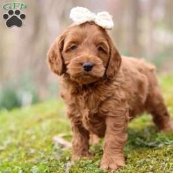 Lucy/Cockapoo									Puppy/Female	/8 Weeks,Meet Lucy, the most adorable and outgoing Cockapoo puppy you’ll ever meet! She’s the perfect blend of playful energy and sweet affection. The Poodle in her makes her incredibly smart and eager to learn—she picks up new tricks in no time and loves showing off her skills. Her Cocker Spaniel side brings a loving, people-focused personality, making her the ultimate cuddle buddy and constant companion. With her soft, hypoallergenic coat that sheds very little, Lucy is a great choice for families or individuals with allergies. Whether she’s strutting her stuff on a walk, chasing toys with enthusiasm, or curling up for a cozy snuggle, she fills every moment with sunshine and joy!