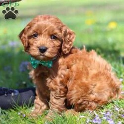 Jack/Cockapoo									Puppy/Male	/7 Weeks,Meet Jack, an irresistibly sweet and handsome little Cockapoo puppy! Playful and curious, he loves to explore his  surroundings, chase after toys, and hang out with his favorite people. Whether he’s showing off his adorable puppy zoomies or snuggling up for a good nap, he will bring endless joy to your home. While Cocker Spaniels are known for their sweet, affectionate temperament, Poodles bring intelligence and a playful spark — and this little boy is the perfect blend of both!