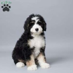 Donald/Mini Bernedoodle									Puppy/Male	/10 Weeks,Meet Donald, our sweet Mini Bernedoodle boy with a heart full of love! Raised with our family, he’s used to kids, cuddles, and lots of playtime. Donald is vet checked, microchipped, and up to date on his vaccines and dewormer—he’s happy, healthy, and ready to join your home. Whether it’s snuggling on the couch or running around the yard, Donald is always ready to be by your side. He’s just waiting to meet his forever family!