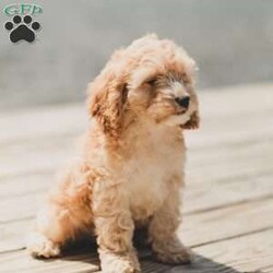 Bo/Cockapoo									Puppy/Male	/11 Weeks,Are you looking for a loveable and cuddly best friend? You will want to meet our family raised Cockapoos! They love to play and cuddle and will make a wonderful addition to your home. These puppies will be ready to go home on April 17th!