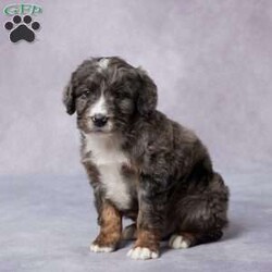 Arnie/Mini Bernedoodle									Puppy/Male	/8 Weeks,Meet Arnie, a sweet F1 Mini Bernedoodle who’s ready to steal your heart! With his gentle eyes and playful spirit, Arnie is more than just a puppy—he’s a loyal friend in the making. Raised in a loving environment, he’s been showered with care and attention from day one. He’s well-socialized, great with people, and always up for a cuddle or a game of fetch. Arnie is vet checked, up to date on vaccines and dewormer, and microchipped for your peace of mind. He also comes with a health guarantee. His parents are AKC registered and have been genetically tested, so you can feel confident in his background. If you’re looking for a happy, healthy pup to complete your family, Arnie might be the one. Delivery options available!