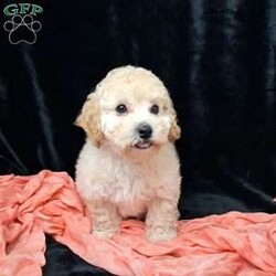 Nova/Bich-Poo									Puppy/Female	/13 Weeks,         Hi, I’m nova just look at my beautiful coat!!  I’m a sweet little tot .. I have an awesome Personality I’m playful I would love to cuddle on your lap ,and go places with you.. I am vet  check by a professional Veterinarian  , I’m up to date on vaccines and dewormer , Also microchipped, My dad weighs 13 pounds.My mom weighs 9.65 pounds .. I would love for you to come meet me , To schedule an appointment please call      