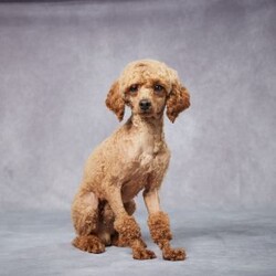 Hugo/Cavapoo									Puppy/Male	/6 Weeks,Meet Hugo, a sweet F1 Cavapoo who’s ready to bring love and happiness to his forever home! Raised with care in a warm, caring environment, Hugo is well socialized and enjoys being around people. He’s been vet checked, is up to date on vaccines and dewormer, and is microchipped for your peace of mind. Hugo also comes with a health guarantee to help you feel confident in your choice. His parents are AKC registered and genetically health tested, giving him a great start in life. With his soft coat, loving nature, and playful heart, Hugo is the perfect companion for families, singles, or anyone in between. Delivery options are available to make bringing Hugo home easy and stress-free. He’s ready to be your new best friend!