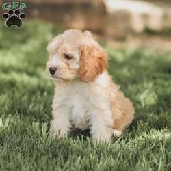 Bo/Cockapoo									Puppy/Male	/11 Weeks,Are you looking for a loveable and cuddly best friend? You will want to meet our family raised Cockapoos! They love to play and cuddle and will make a wonderful addition to your home. These puppies will be ready to go home on April 17th!