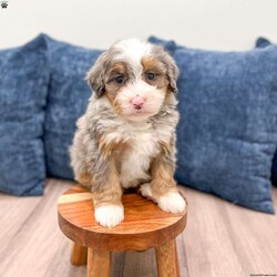 Amelia/Mini Bernedoodle									Puppy/Female	/11 Weeks,Hello there! I’m Amelia, a beautiful Blue Merle Mini Bernedoodle puppy and i would love to come home with you! Amelia is very happy, playful and very well socialized with children! I would love to fill your home with all of my puppy love! I have been vet checked, microchipped and am up to date on vaccinations and dewormings and will come with a one year genetic health guarantee. You’re welcome to stop by and look at these lovely Mini Bernedoodles anytime and see for yourself how much love they get!