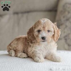 Bo/Cockapoo									Puppy/Male	/11 Weeks,Are you looking for a loveable and cuddly best friend? You will want to meet our family raised Cockapoos! They love to play and cuddle and will make a wonderful addition to your home. These puppies will be ready to go home on April 17th!