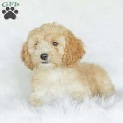 Bo/Cockapoo									Puppy/Male	/11 Weeks,Are you looking for a loveable and cuddly best friend? You will want to meet our family raised Cockapoos! They love to play and cuddle and will make a wonderful addition to your home. These puppies will be ready to go home on April 17th!