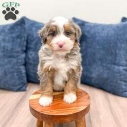 Amelia/Mini Bernedoodle									Puppy/Female	/11 Weeks,Hello there! I’m Amelia, a beautiful Blue Merle Mini Bernedoodle puppy and i would love to come home with you! Amelia is very happy, playful and very well socialized with children! I would love to fill your home with all of my puppy love! I have been vet checked, microchipped and am up to date on vaccinations and dewormings and will come with a one year genetic health guarantee. You’re welcome to stop by and look at these lovely Mini Bernedoodles anytime and see for yourself how much love they get!