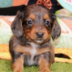 Atticus/Dachshund/Male/6 weeks Adopt a dog:Atticus/Dachshund/Male/6 weeks,Hi, I'm Atticus! I'm a 6-week-old male Dachshund with a beautiful silver dapple coat, born on March 24, which makes me an Aries sign. I'll be ready to go home to my forever family after May 20, once I'm grown enough to leave my litter. I'm APRI registered. I love to play fetch; it's my favorite game. When I get tired, I will come and curl up next to you so we can go to sleep.