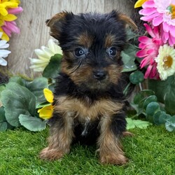 Adopt a dog:Summer/Yorkshire Terrier/Female/7 weeks,Hi, I'm Summer! I'm a 7-week-old female Yorkshire Terrier with a beautiful black & tan coat, born on March 16, which makes me a Pisces sign. I'll be ready to go home to my forever family after May 25, once I'm grown enough to leave my litter. When I reach my adult size, I should weigh between 6–10 lbs. I'm AKC registered. I will love you with all my little puppy heart.