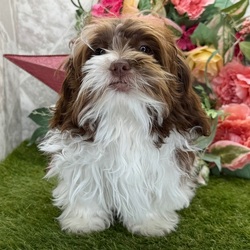 Adopt a dog:Thunder/Shih-Poo/Male/23 weeks,Hi, I'm Thunder! I'm a 23-week-old male Shih-Poo with a beautiful chocolate & white coat, born on November 23, which makes me a Sagittarius pup. I am ready now to plan my trip to my forever family. Once I reach my adult size, I'm expected to weigh between 6–9 lbs. Ladies and gentlemen, when it comes to picking a puppy, there is no other choice than me.