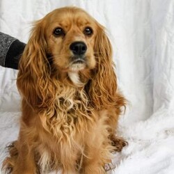 Rory/Cockapoo									Puppy/Female	/6 Weeks,Meet Rory. This beautiful girl has been raised by our family and is very well socialized. She is sweet and playful and also loves to cuddle and give lots of kisses.  Rory will be coming to you with a health certificate from our vet, up to date vaccinations, dewormed, and a 30 day health guarantee. She will also come with a little bag of her favorite food and a blanket with her mom and siblings scent to help her transition to her new home.  Her mom is our family pet and is a 25 lb purebred ACA registered Cocker Spaniel. The dad is an 8 lb purebred ACA registered red toy poodle. Rory will be ready to go to her fur-ever home on May 24.  Call or text Emily to make her a part of your family today!