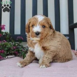 Randy/Mini Goldendoodle									Puppy/Male	/7 Weeks,Here comes the most lovable Mini Goldendoodle puppy with soft red curls and a wiggly puppy tail! Each puppy in this litter comes up to date on shots and dewormer and vet checked! The breeder has ensured that each puppy was played with by children and teens to make sure there will be a smooth transition to any home environment. If you are looking to add a hypoallergenic puppy to your home contact the King Family today! 