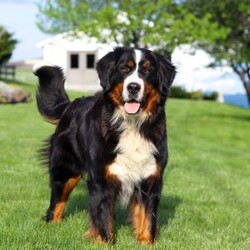 Zeke/Bernese Mountain Dog									Puppy/Male	/7 Weeks,Meet Zeke – a stunning AKC Bernese Mountain Dog with champion bloodlines! He is a true showstopper, proudly sporting the classic tri-colored coat of his breed—rich black, snowy white, and warm rust tones that give him a bold, elegant presence. His soulful eyes and sturdy build reflect both strength and gentleness, while his love for the outdoors makes him the perfect adventure companion. Whether you’re enjoying a peaceful stroll through the park or heading out on a rugged hike, he is always eager to explore and soak in the fresh air and sunshine.