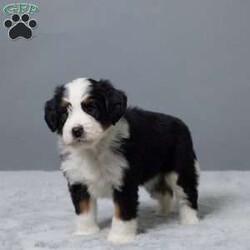 Rock/Mini Bernedoodle									Puppy/Male	/7 Weeks,Meet Rock, a sweet Mini Bernedoodle with a heart full of love! He’s family raised with lots of attention, making him extra friendly and well-socialized. Rock has been vet checked, microchipped, and is up to date on his vaccines and dewormer. He’s playful, cuddly, and ready to become your best friend. Whether you’re looking for a walking buddy or a snuggle partner, Rock is the perfect fit. Don’t miss your chance to bring him home!