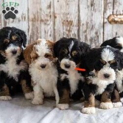 Novella/Mini Bernedoodle									Puppy/Female	/8 Weeks,Looking for a new puppy   new adventures   fun times this summer? Then look no further! This puppy is looking for a loving family! The generation of this puppy is f2. Family raised, up to date on shots and dewormer, and comes with a 1 year genetic health guarantee. She’s socialized with our children, who help care for the puppies!! She comes with a small bag of food, blanket, toy and a collar. Give us a call today! We’re open Monday-Saturday 8-8 and closed on Sundays. Sunday messages will be returned on Monday. Country Echoes Kennel,  Raymond Lapp Sunbury Pa 17801 Pa Kennel License #17927