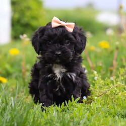 Pearl/Cavapoo									Puppy/Female	/8 Weeks