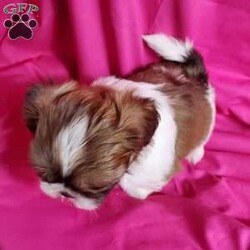 Zoe/Shih Tzu									Puppy/Female	/7 Weeks,Zoe is a very sweet and well socialized puppy. She loves to play with children. Her parents are approximately 8 to10 #. She comes with an AKC registration plus is genetic tested. Please contact us to make sweet  Zoe your very own puppy!
