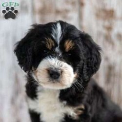 Novella/Mini Bernedoodle									Puppy/Female	/8 Weeks,Looking for a new puppy   new adventures   fun times this summer? Then look no further! This puppy is looking for a loving family! The generation of this puppy is f2. Family raised, up to date on shots and dewormer, and comes with a 1 year genetic health guarantee. She’s socialized with our children, who help care for the puppies!! She comes with a small bag of food, blanket, toy and a collar. Give us a call today! We’re open Monday-Saturday 8-8 and closed on Sundays. Sunday messages will be returned on Monday. Country Echoes Kennel,  Raymond Lapp Sunbury Pa 17801 Pa Kennel License #17927