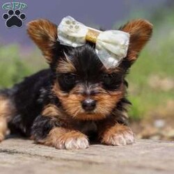 Lucy/Yorkie									Puppy/Female	/7 Weeks,Say hello to Lucy, an absolutely adorable AKC-registered Yorkshire Terrier with a soft black and tan coat and sparkling eyes that will instantly melt your heart. She’s the perfect mix of playful energy and gentle affection — whether she’s bouncing around during playtime or curled up for a cozy nap, Lucy brings joy wherever she goes.