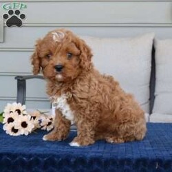 Drake/Cavapoo									Puppy/Male	/8 Weeks,How cute is little Drake? Drake is a F1 Cavapoo who will quickly become your best friend. He has a stunning dark red coloring with the perfect white markings. He is well socialized with my 2 young children and very playful. Duke is vet checked, dewormed, vaccinated, and comes with a one year genetic health guarantee. To meet your new best friend call or text Casondra Lapp, I would love to have you come meet him or one of his siblings. 
