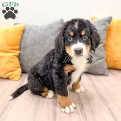 Claire/Bernese Mountain Dog									Puppy/Female	/7 Weeks,Meet Claire! This adorable Bernese Mountain Dog is looking for a forever family! 
