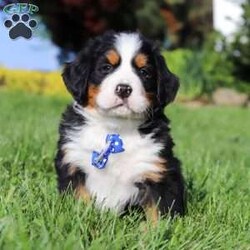 Zeke/Bernese Mountain Dog									Puppy/Male	/7 Weeks,Meet Zeke – a stunning AKC Bernese Mountain Dog with champion bloodlines! He is a true showstopper, proudly sporting the classic tri-colored coat of his breed—rich black, snowy white, and warm rust tones that give him a bold, elegant presence. His soulful eyes and sturdy build reflect both strength and gentleness, while his love for the outdoors makes him the perfect adventure companion. Whether you’re enjoying a peaceful stroll through the park or heading out on a rugged hike, he is always eager to explore and soak in the fresh air and sunshine.