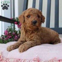 Abigail/Mini Goldendoodle									Puppy/Female	/7 Weeks,Curls, kisses, wiggles, and puppy breath… These Mini Goldendoodles have it all! The mother Angie is a Miniature Goldendoodle and the father Johnny Boy is a Miniature Poodle so this pup would be the perfect fit for an allergy sufferer or family who wants a puppy who won’t shed! Each puppy comes up to date on shots and dewormer and is vet checked. The breeder has ensured that the puppies are well socialized as well! If you would like to learn more about how you can add this cutie pie to your home contact the King Family today! 