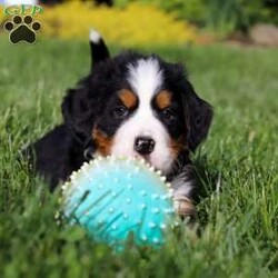Zeke/Bernese Mountain Dog									Puppy/Male	/7 Weeks,Meet Zeke – a stunning AKC Bernese Mountain Dog with champion bloodlines! He is a true showstopper, proudly sporting the classic tri-colored coat of his breed—rich black, snowy white, and warm rust tones that give him a bold, elegant presence. His soulful eyes and sturdy build reflect both strength and gentleness, while his love for the outdoors makes him the perfect adventure companion. Whether you’re enjoying a peaceful stroll through the park or heading out on a rugged hike, he is always eager to explore and soak in the fresh air and sunshine.