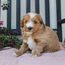 Randy/Mini Goldendoodle									Puppy/Male	/7 Weeks,Here comes the most lovable Mini Goldendoodle puppy with soft red curls and a wiggly puppy tail! Each puppy in this litter comes up to date on shots and dewormer and vet checked! The breeder has ensured that each puppy was played with by children and teens to make sure there will be a smooth transition to any home environment. If you are looking to add a hypoallergenic puppy to your home contact the King Family today! 