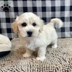 Merlin/Coton de Tulear									Puppy/Male	/March 11th, 2025,Meet Merlin a sweet little Coton de Tulear,   ACA Reg. , Vet checked and shots are up to date.    Lavern Reiff  License # 3221